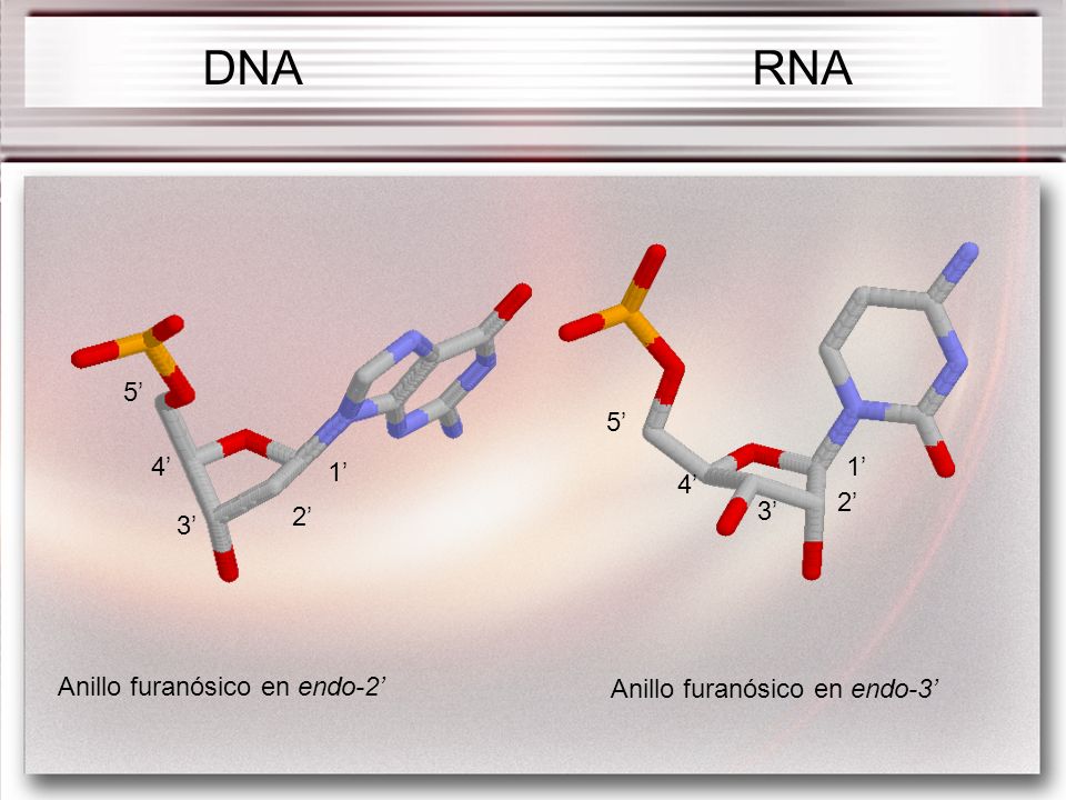 DNA RNA 5’ 5’ 4’ 1’ 1’ 4’ 2’ 2’ 3’ 3’ Anillo furanósico en endo-2’