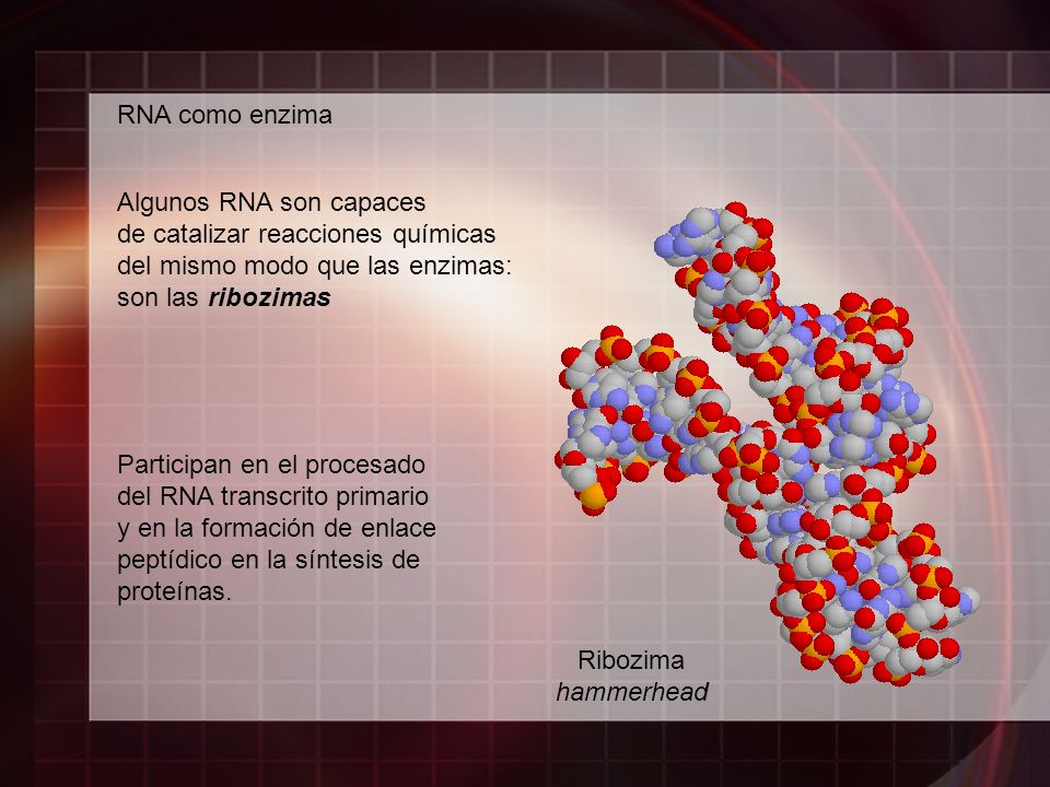 RNA como enzima Algunos RNA son capaces. de catalizar reacciones químicas. del mismo modo que las enzimas: