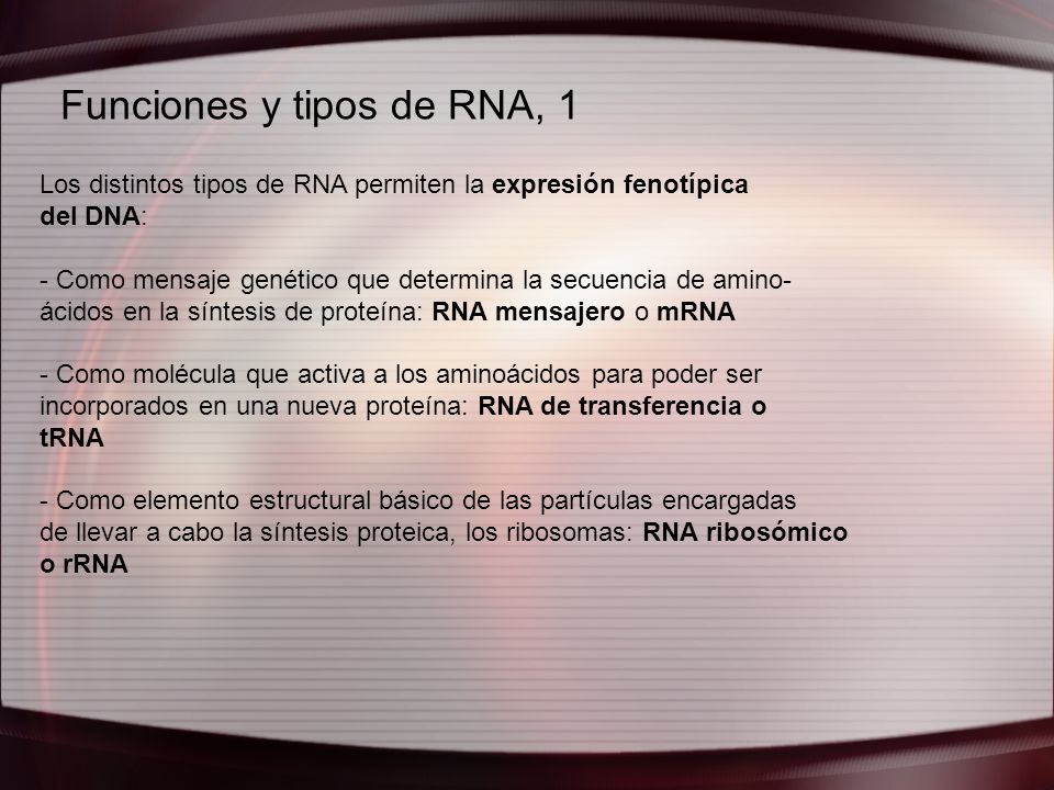 Funciones y tipos de RNA, 1