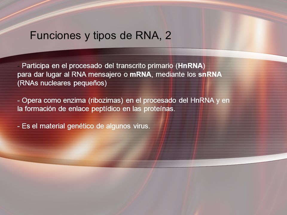 Funciones y tipos de RNA, 2