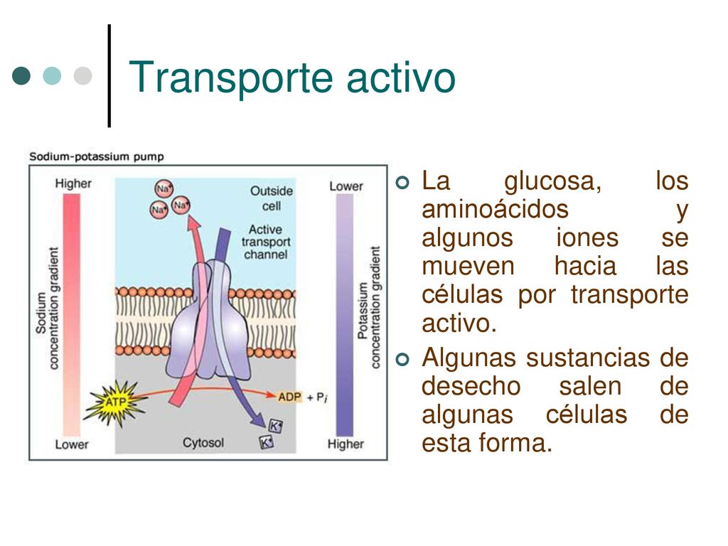 Transporte activo La glucosa, los aminoácidos y algunos iones se mueven hacia las células por transporte activo.