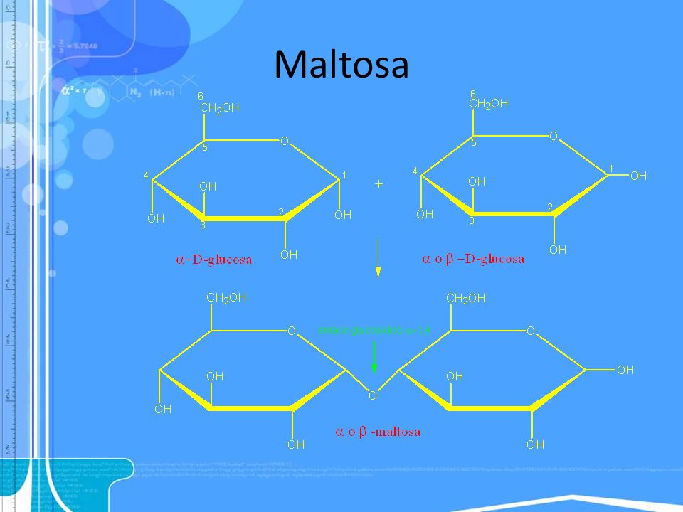 Maltosa