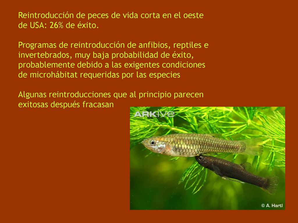 Reintroducción de peces de vida corta en el oeste de USA: 26% de éxito.