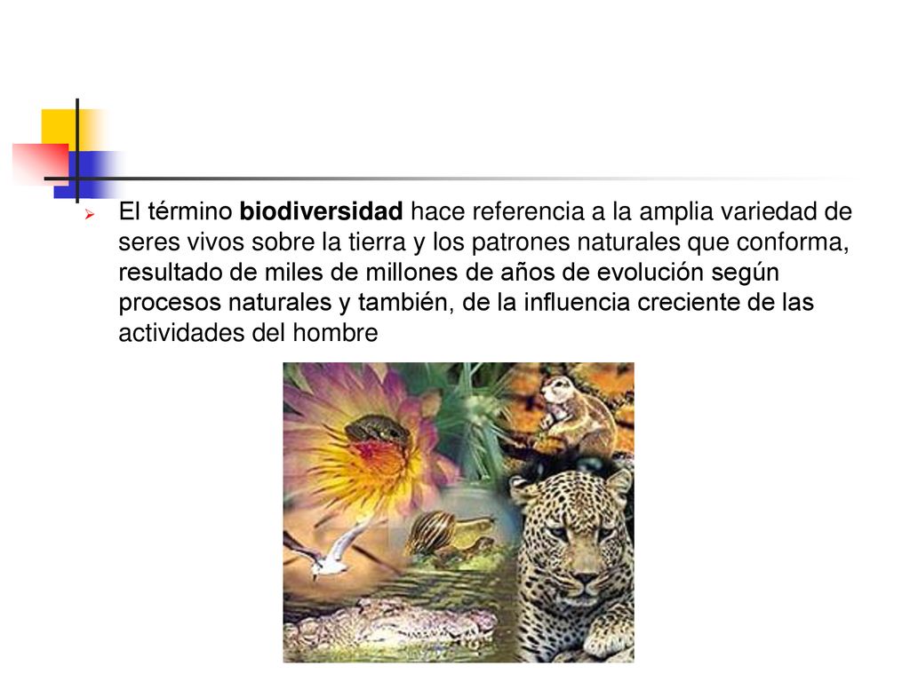 El término biodiversidad hace referencia a la amplia variedad de seres vivos sobre la tierra y los patrones naturales que conforma, resultado de miles de millones de años de evolución según procesos naturales y también, de la influencia creciente de las actividades del hombre