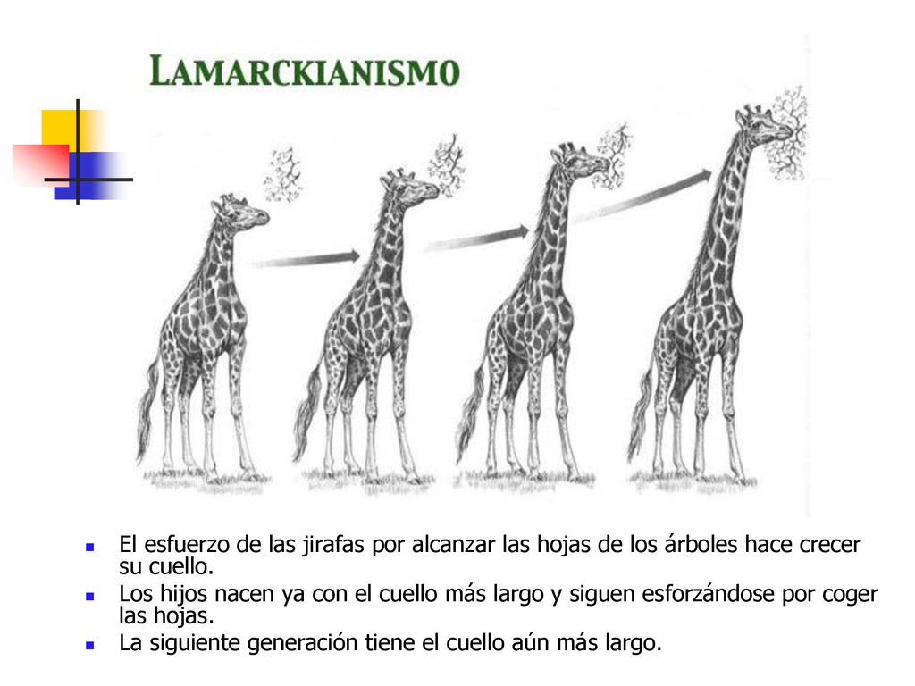 El esfuerzo de las jirafas por alcanzar las hojas de los árboles hace crecer su cuello.