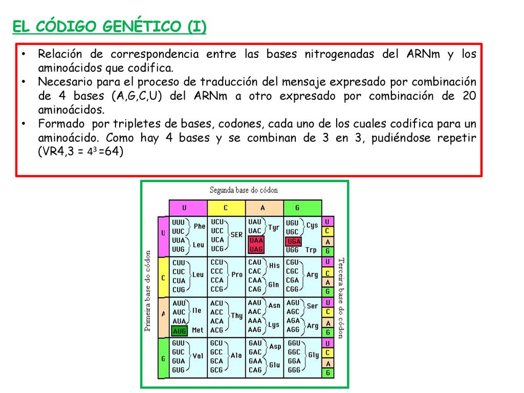EL CÓDIGO GENÉTICO (I) Relación de correspondencia entre las bases nitrogenadas del ARNm y los aminoácidos que codifica.