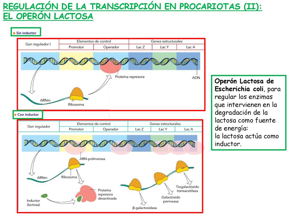 REGULACIÓN DE LA TRANSCRIPCIÓN EN PROCARIOTAS (II): EL OPERÓN LACTOSA