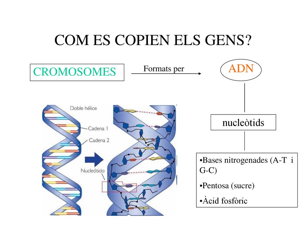 COM ES COPIEN ELS GENS ADN CROMOSOMES nucleòtids Formats per