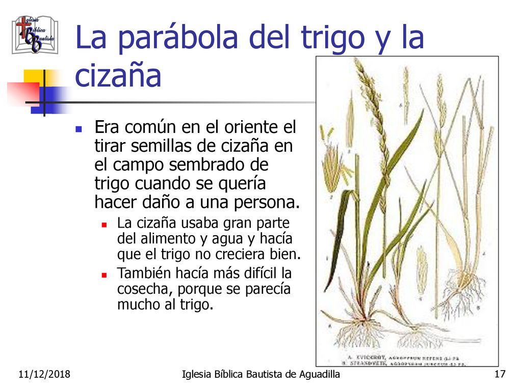 Enseñanza De La Parabola Del Trigo Y La Cizaña Para Niños - Cómo Enseñar