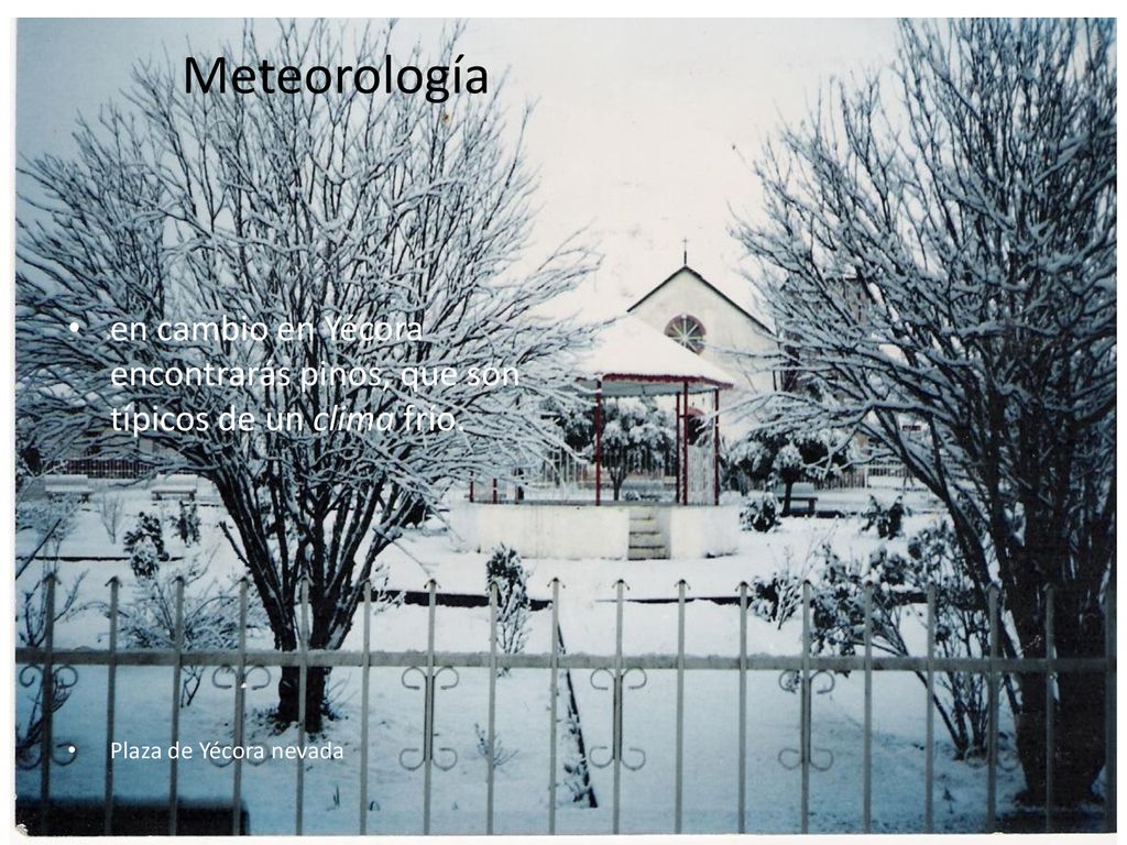 Meteorología en cambio en Yécora encontrarás pinos, que son típicos de un clima frío.