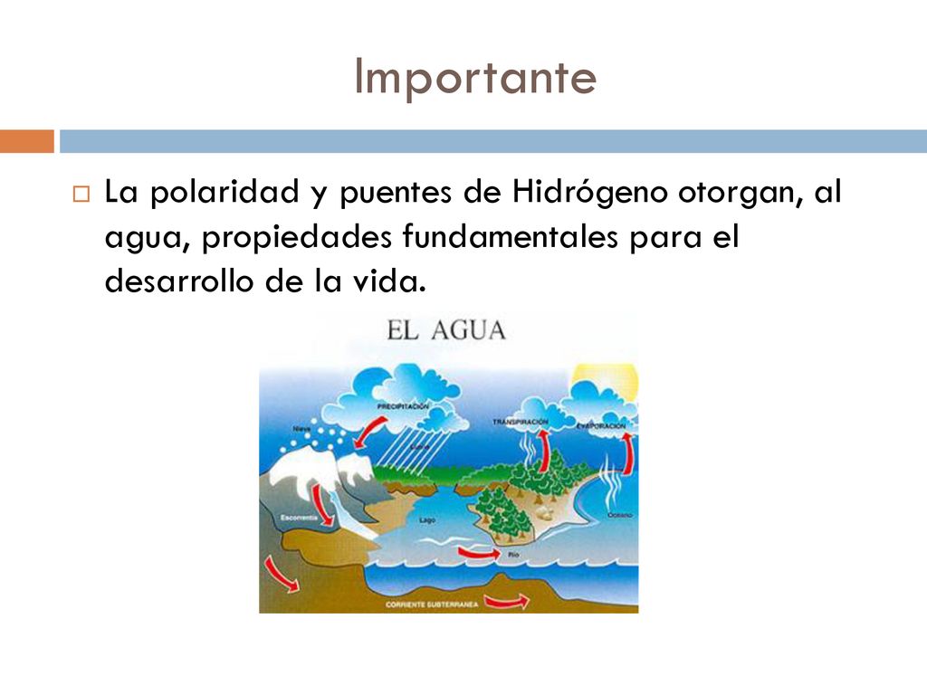 Importante La polaridad y puentes de Hidrógeno otorgan, al agua, propiedades fundamentales para el desarrollo de la vida.