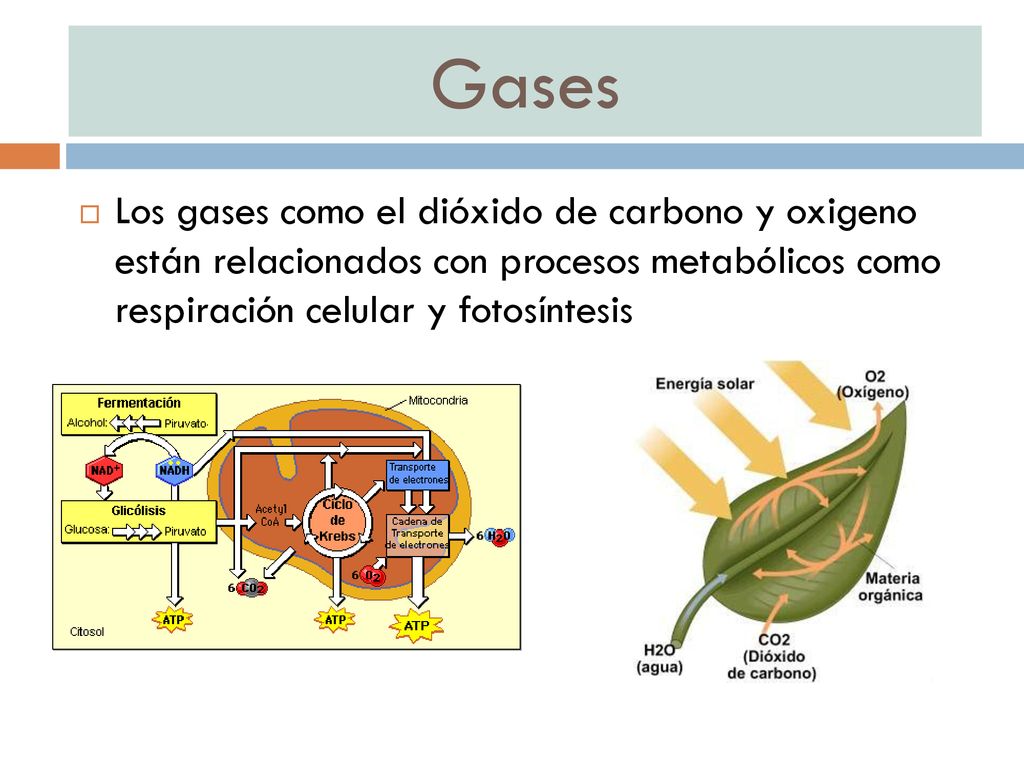 Gases Los gases como el dióxido de carbono y oxigeno están relacionados con procesos metabólicos como respiración celular y fotosíntesis.