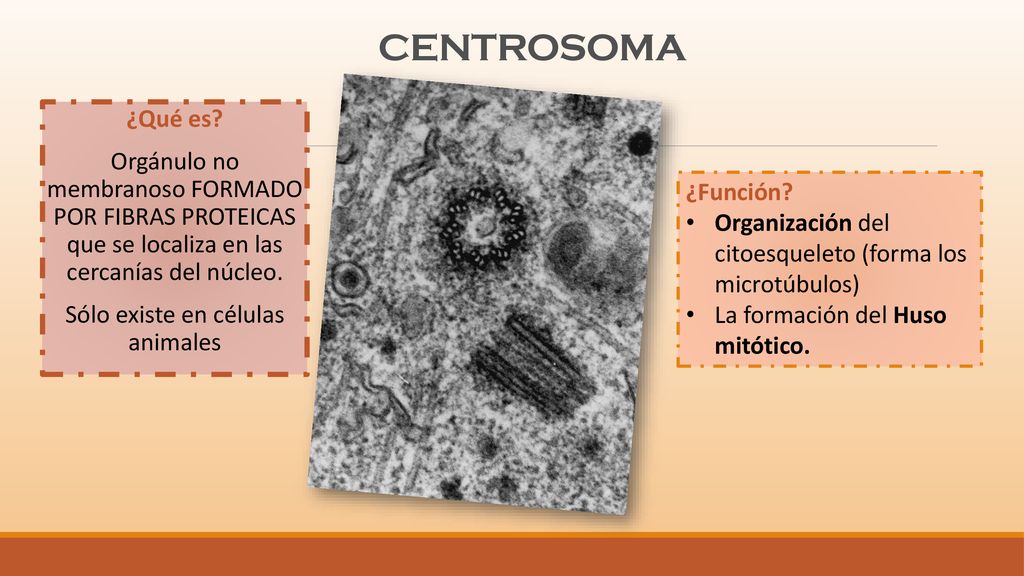 CENTROSOMA ¿Qué es Orgánulo no membranoso FORMADO POR FIBRAS PROTEICAS que se localiza en las cercanías del núcleo. Sólo existe en células animales