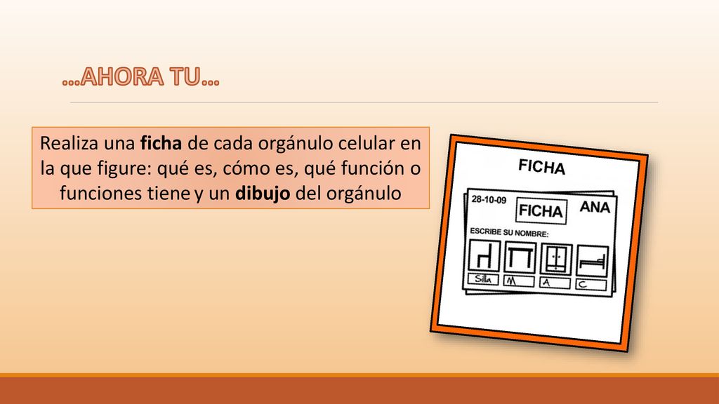 …AHORA TU… Realiza una ficha de cada orgánulo celular en la que figure: qué es, cómo es, qué función o funciones tiene y un dibujo del orgánulo.