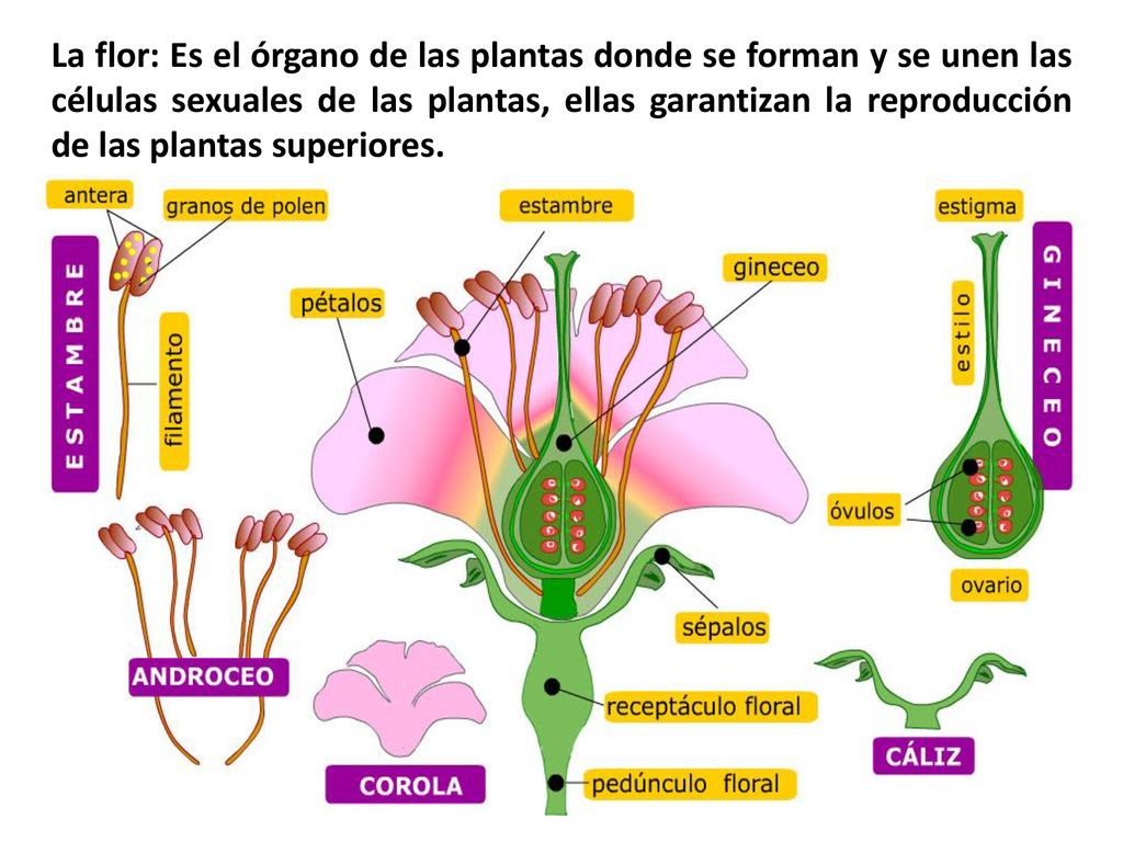 La flor: Es el órgano de las plantas donde se forman y se unen las células sexuales de las plantas, ellas garantizan la reproducción de las plantas superiores.