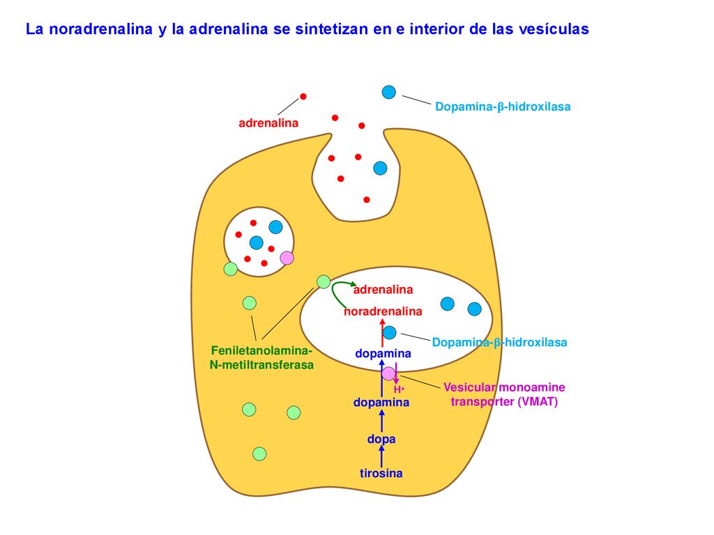 La noradrenalina y la adrenalina se sintetizan en e interior de las vesículas