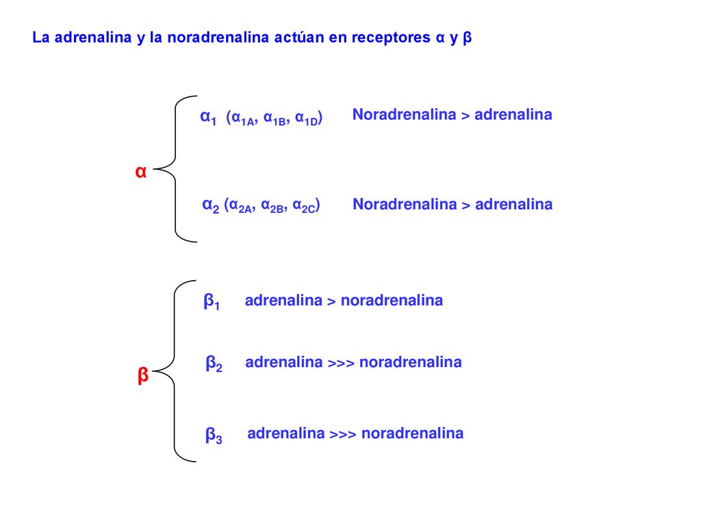 La adrenalina y la noradrenalina actúan en receptores α y β
