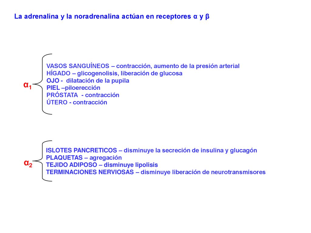 α1 α2 La adrenalina y la noradrenalina actúan en receptores α y β