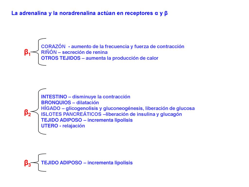 β1 β2 β3 La adrenalina y la noradrenalina actúan en receptores α y β