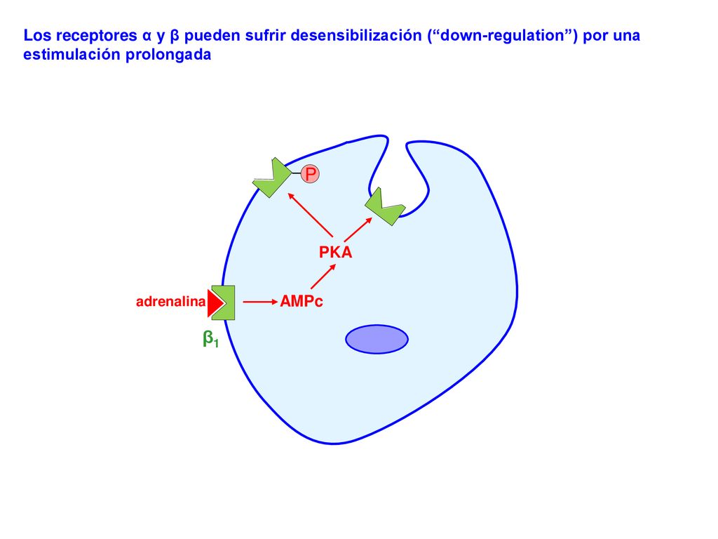 Los receptores α y β pueden sufrir desensibilización ( down-regulation ) por una estimulación prolongada