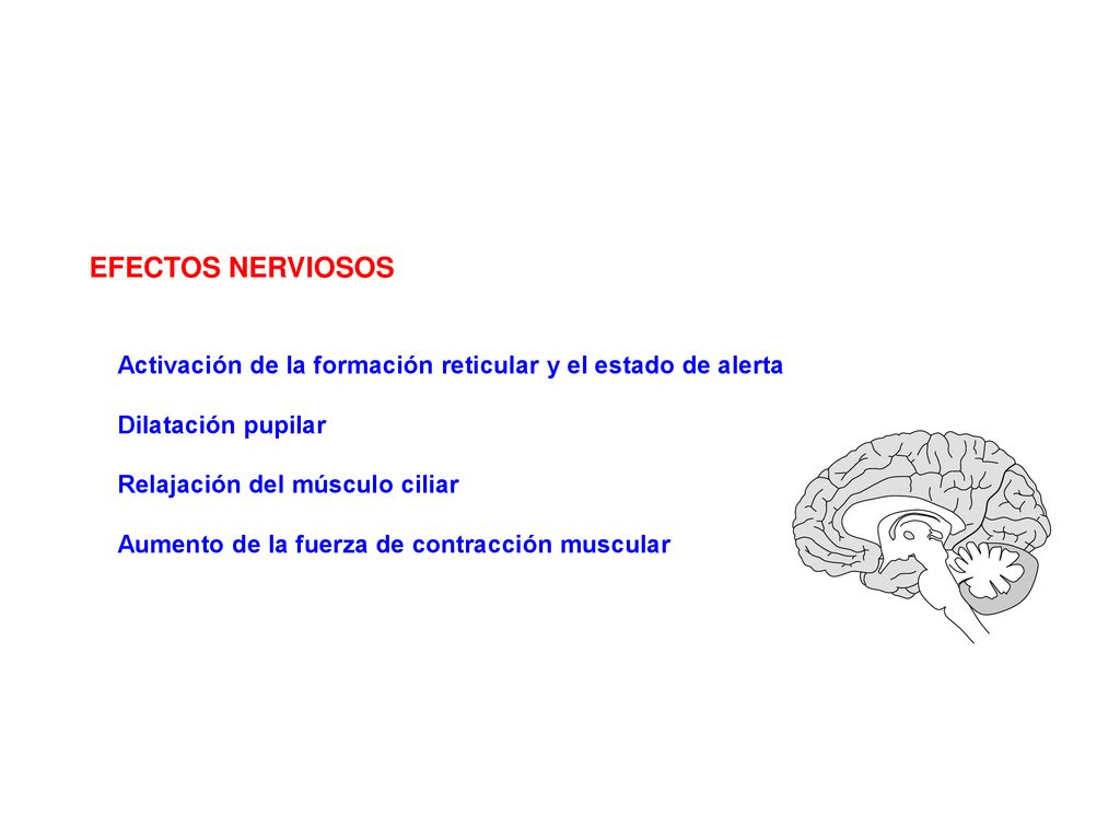 EFECTOS NERVIOSOS Activación de la formación reticular y el estado de alerta. Dilatación pupilar. Relajación del músculo ciliar.