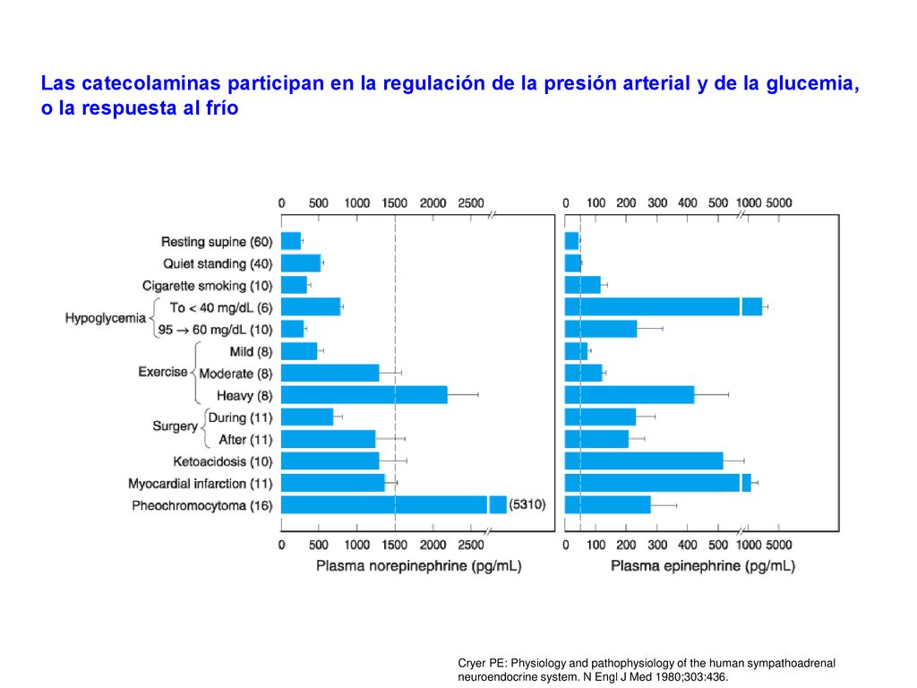 Las catecolaminas participan en la regulación de la presión arterial y de la glucemia, o la respuesta al frío