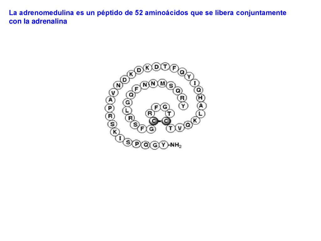 La adrenomedulina es un péptido de 52 aminoácidos que se libera conjuntamente con la adrenalina