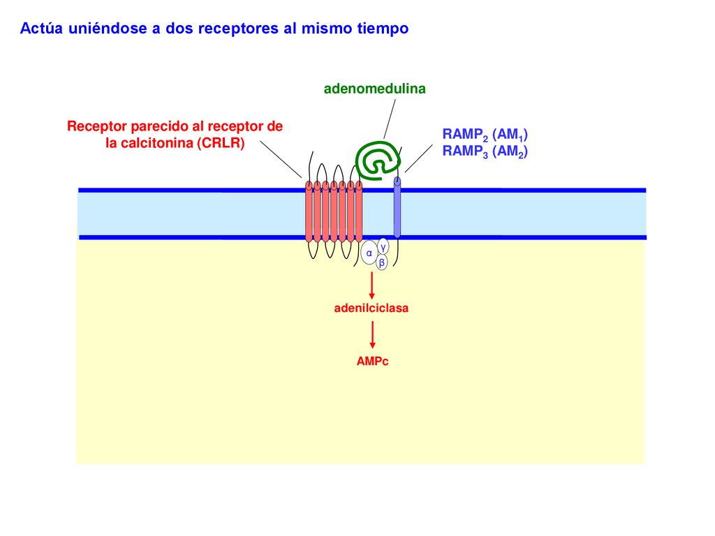 Receptor parecido al receptor de la calcitonina (CRLR)