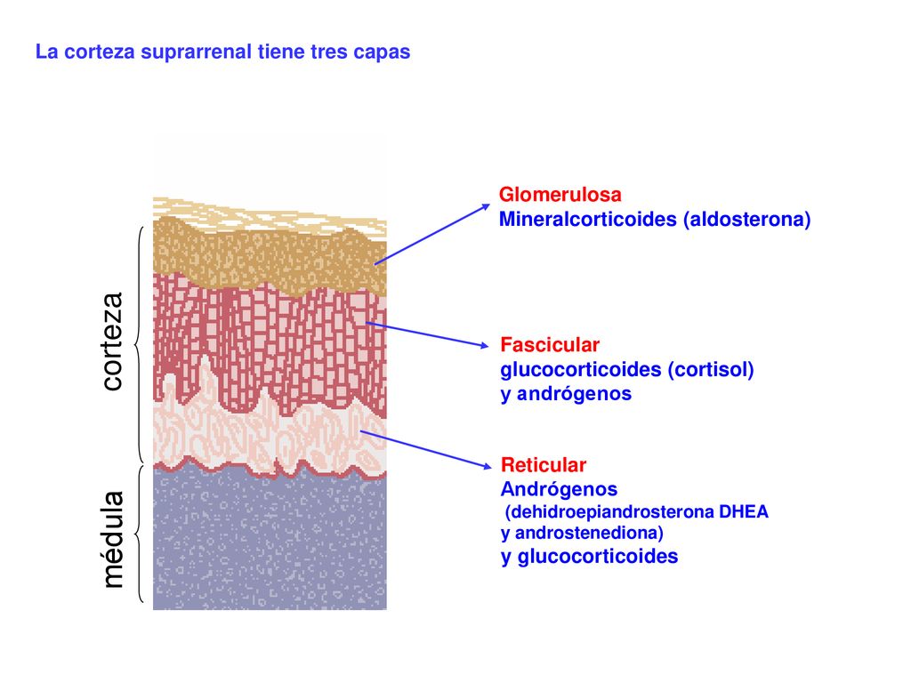 corteza médula La corteza suprarrenal tiene tres capas Glomerulosa