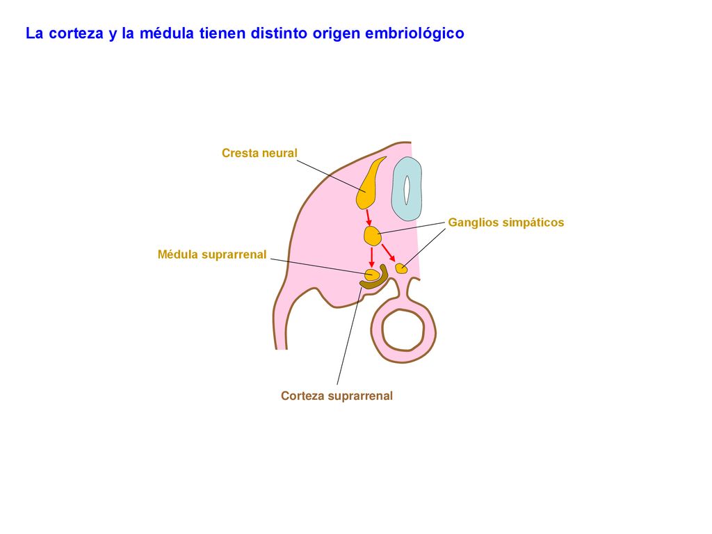 La corteza y la médula tienen distinto origen embriológico