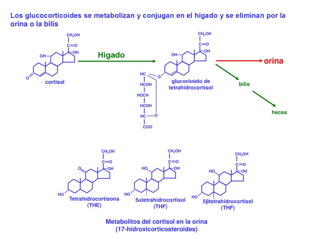 Los glucocorticoides se metabolizan y conjugan en el hígado y se eliminan por la orina o la bilis