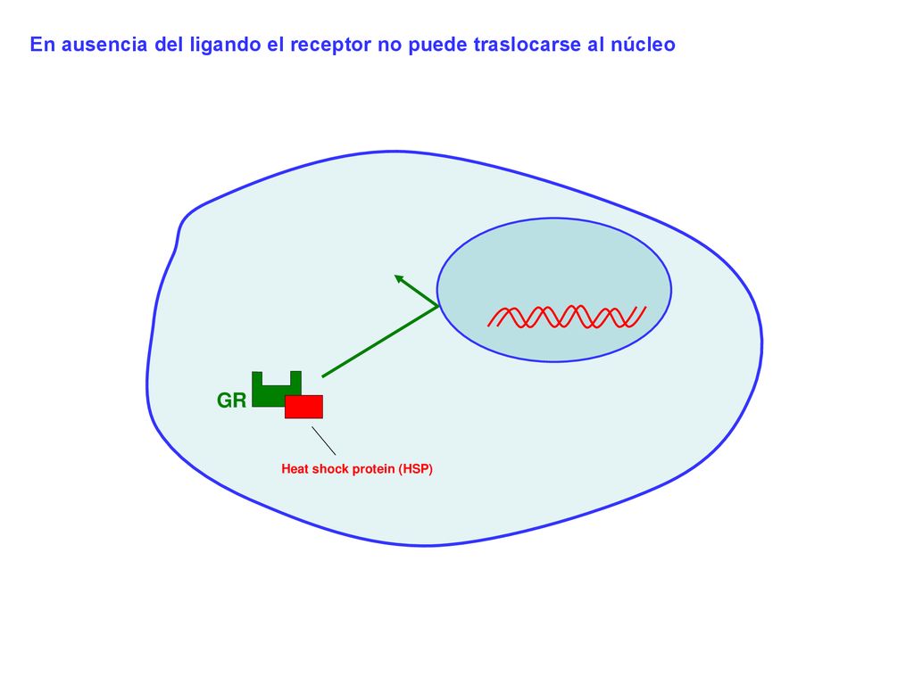 En ausencia del ligando el receptor no puede traslocarse al núcleo