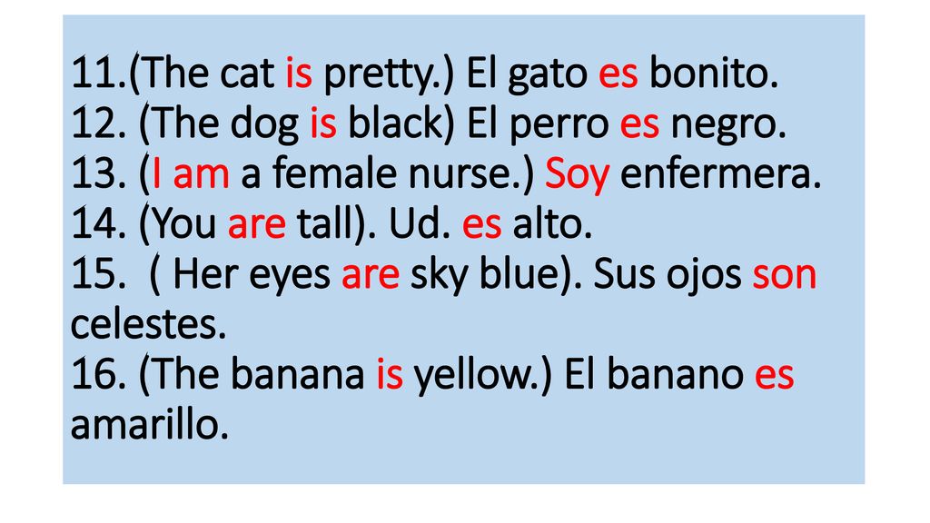 11. (The cat is pretty. ) El gato es bonito. 12