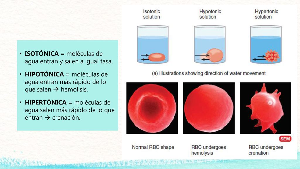 ISOTÓNICA = moléculas de agua entran y salen a igual tasa.