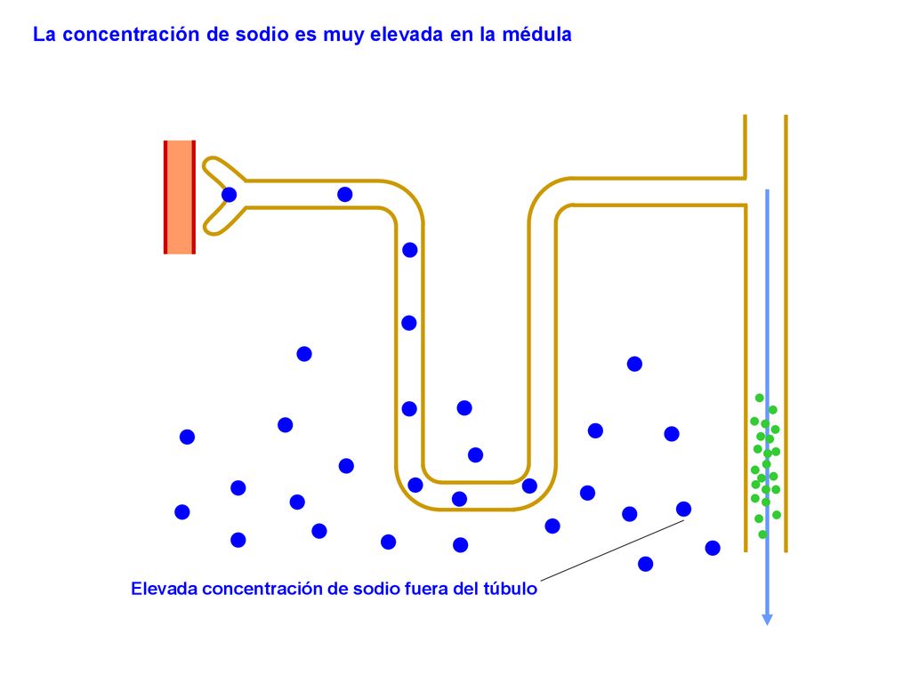 La concentración de sodio es muy elevada en la médula