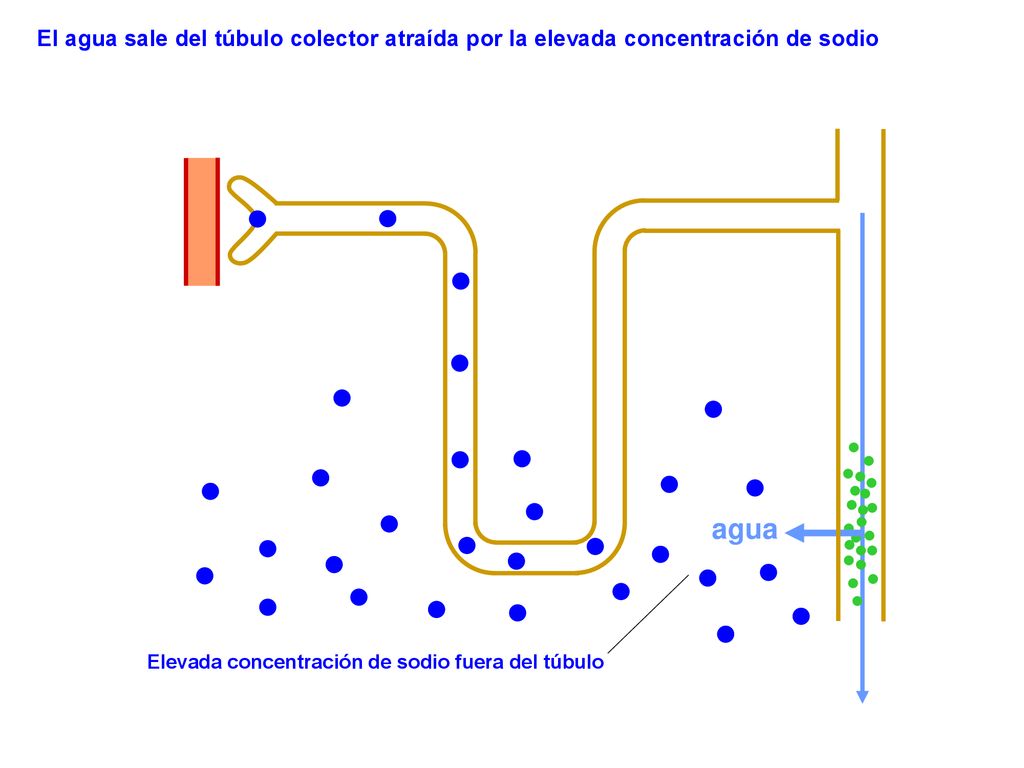 El agua sale del túbulo colector atraída por la elevada concentración de sodio