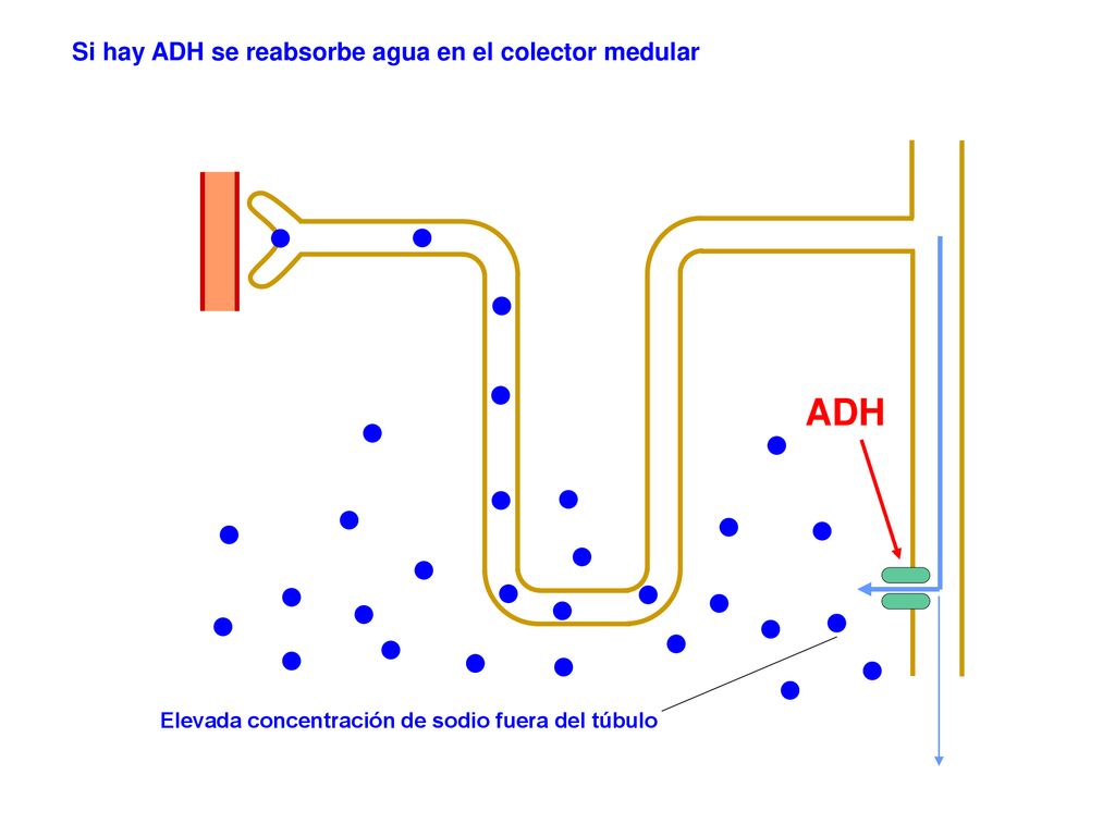 ADH Si hay ADH se reabsorbe agua en el colector medular