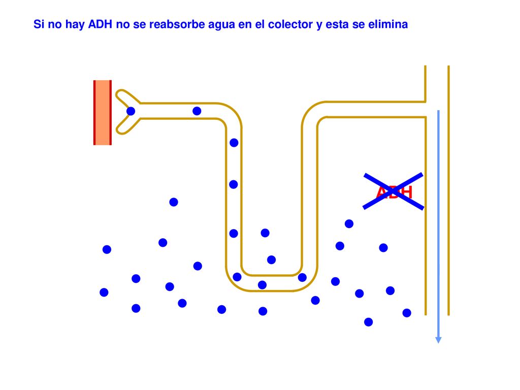 Si no hay ADH no se reabsorbe agua en el colector y esta se elimina