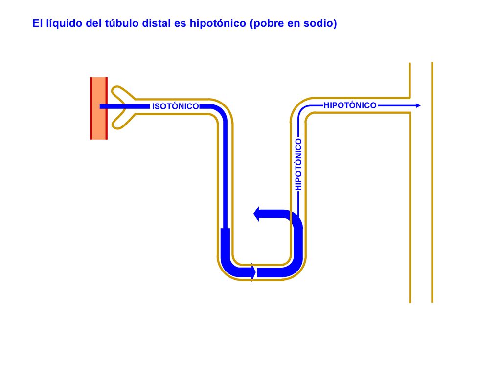 El líquido del túbulo distal es hipotónico (pobre en sodio)