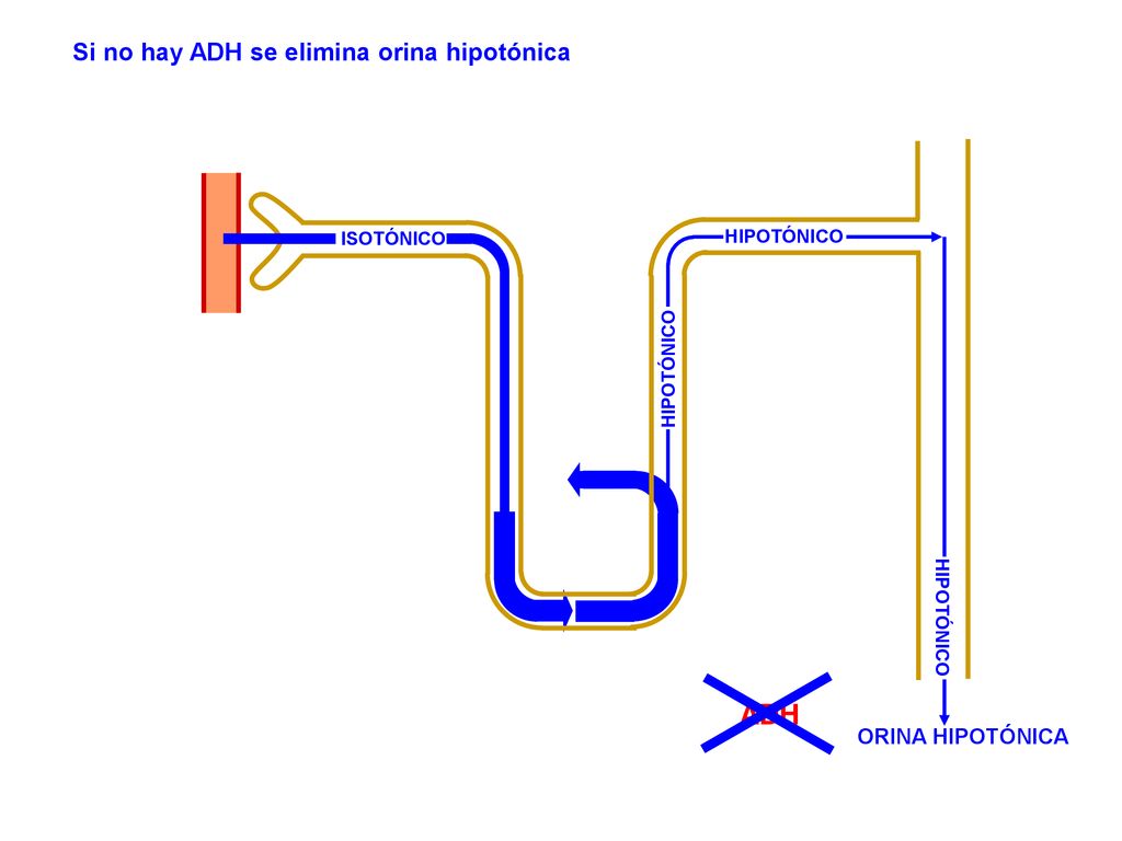 ADH Si no hay ADH se elimina orina hipotónica ORINA HIPOTÓNICA