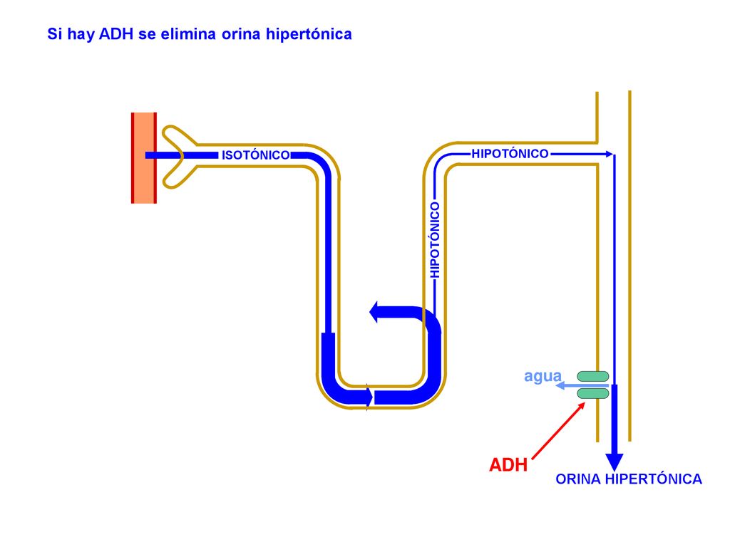 ADH Si hay ADH se elimina orina hipertónica agua ORINA HIPERTÓNICA