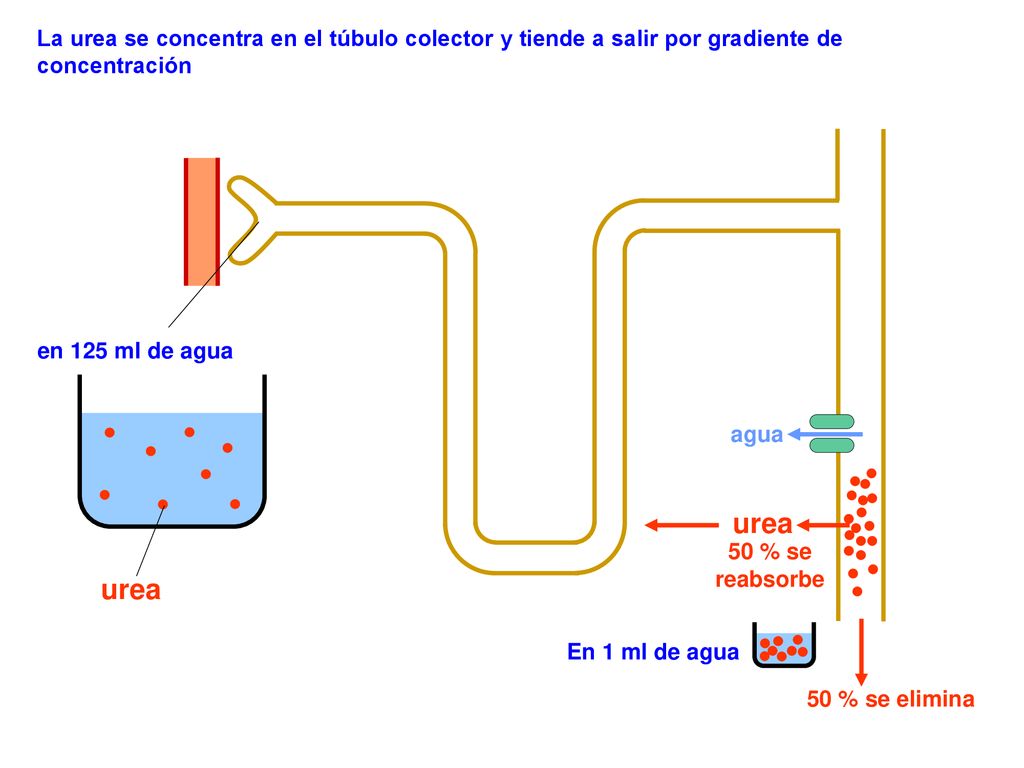 La urea se concentra en el túbulo colector y tiende a salir por gradiente de concentración