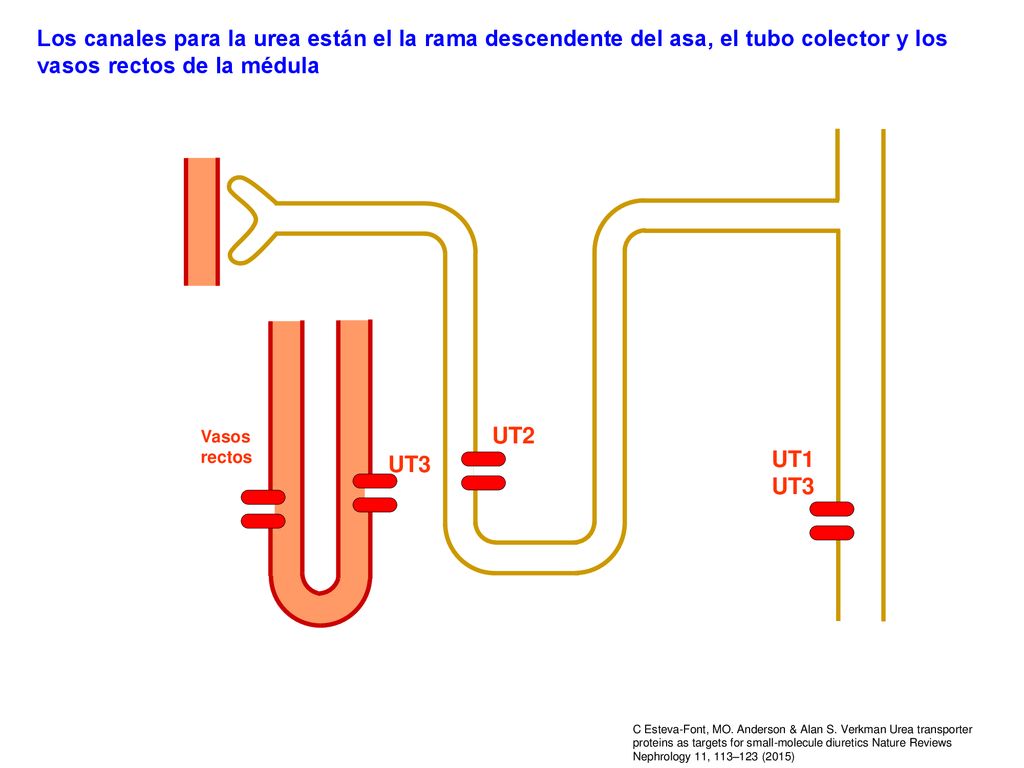 Los canales para la urea están el la rama descendente del asa, el tubo colector y los vasos rectos de la médula