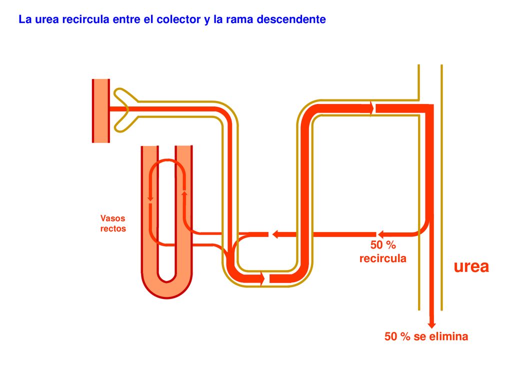 urea La urea recircula entre el colector y la rama descendente 50 %
