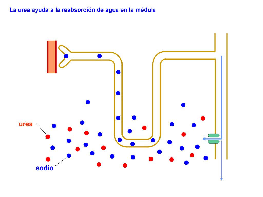 La urea ayuda a la reabsorción de agua en la médula