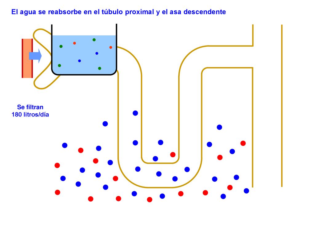 El agua se reabsorbe en el túbulo proximal y el asa descendente