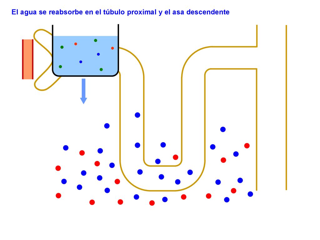 El agua se reabsorbe en el túbulo proximal y el asa descendente