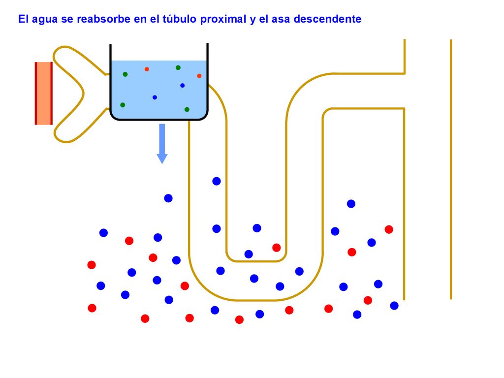 El agua se reabsorbe en el túbulo proximal y el asa descendente