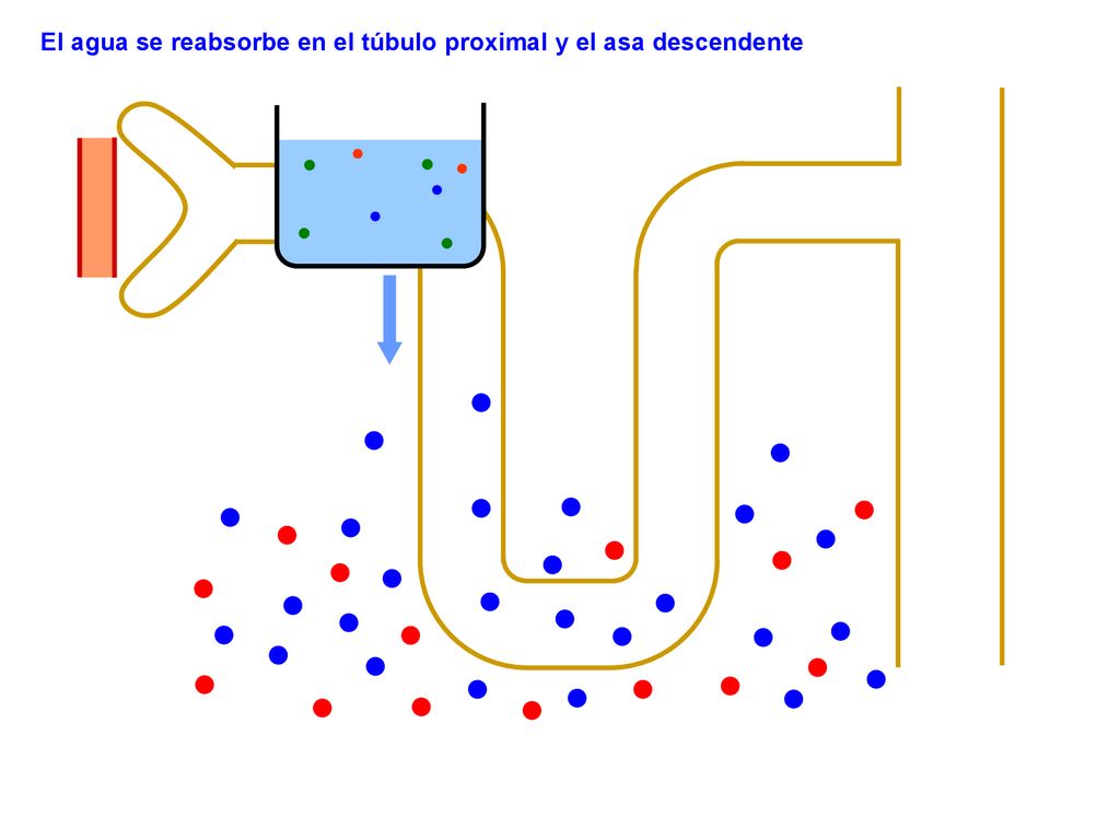 El agua se reabsorbe en el túbulo proximal y el asa descendente