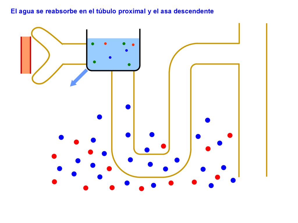 El agua se reabsorbe en el túbulo proximal y el asa descendente